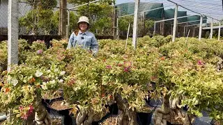 Hoa giấy chơi Tết đang búp nụ giao lưu sỉ và lẻ, cẩm thạch siêu hoa ☎0825.343.386 Nguyễn Thắng