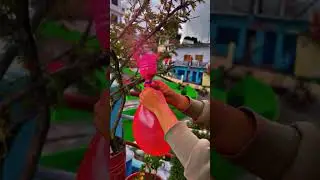 Holi colour fog bomb diy at home #holi2025 #holifestival #holidiy  #festival #trending #holicraft