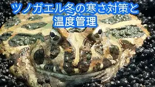 【ツノガエル冬の寒さ対策と温度管理】ツノガエルは変温動物なので人間が温度調整する必要があります。