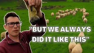 DO THESE SHEEP ACTUALLY NEED WORMING? | WORM EGG COUNTS