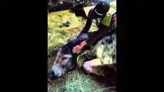 Mein Gro&szlig;esel Pedro der Knuddelb&auml;r :-)