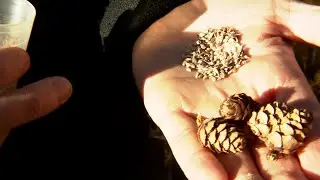 L&auml;rchenzapfen sind das Gold der heimischen W&auml;lder