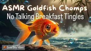 ASMR No Talking: Goldfish Chomp Fest Breakfast | Fishll's Bubbly Eating Sounds & Relaxing Filter Hum