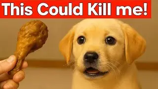 25 toxic foods that can secretly harm&mdash;or even kill&mdash;your dog 🐶 