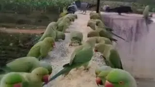 குளிரில் Green Parrot eating# youtube live# birds lover# Indian Green parrot#