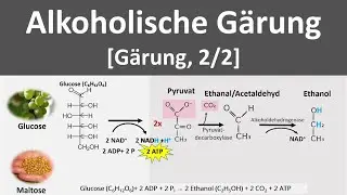 Alkoholische G&auml;rung [G&auml;rung, anaerobe Stoffwechselprozesse, 2/2] - [Biologie, Oberstufe]