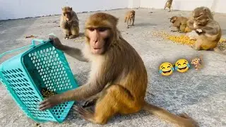 Monkeys Very Very Funny Chana And Banana Party🤣🤣🐒| Feeding Monkeys