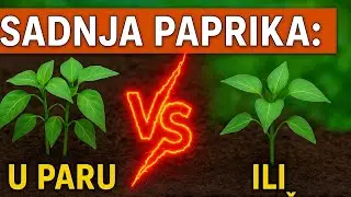 Sadnja paprika: U Paru ili Pojedinačno? &ndash; Testiramo i Upoređujemo