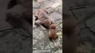 Mama Monkey kiss her baby