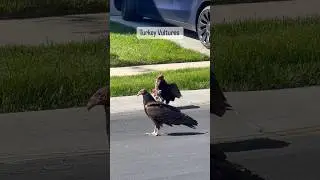 Turkey Vultures eating a rabbit! Interesting facts about this amazing bird