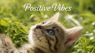 Positive Vibes | Energy Music &ndash; Cat & Piano
