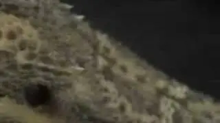 Camo Teh Lizard