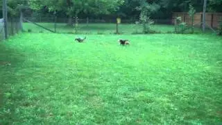 Grand slam Montage Starring  Sophie, Bella, Lexi, Baxter. Baliey, and Mabel