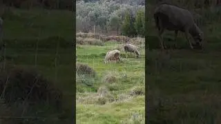 Nature's Therapy...Doğada Bir Nefes #nature #farmlife #cottagecore #olivetree #animals #countryside