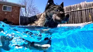 My Dogs Go Swimming in APRIL In Michigan 💦 What!?!