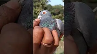 #high #flyer #pigeon #madras #pigeon #kabutar #shokh