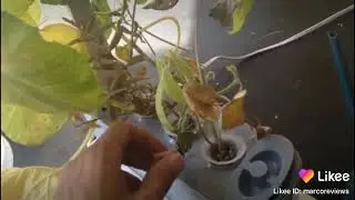 Aerogarden indoor hydroponics & forget me not potted plant unbiased unsponsored unscripted reviews