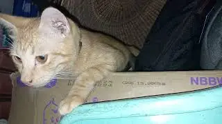 Tisoy Cat playing  #catvideo #cat #cats #meow #catoftheday #catvideo #catskills #catsdaily #bestmeow