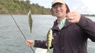 Perch Fishing Tips Using Cut Bait (Alternative to Using Minnows)