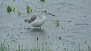 Greenshank - Baiter Park - 25/11/19
