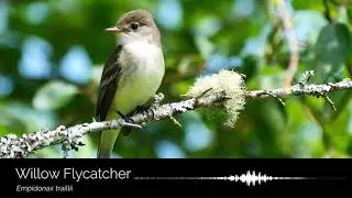 Willow Flycatcher song and call