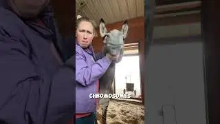 Zebroid: Nature&rsquo;s Unique Hybrid