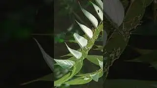 🌹⁶☆&bull;&sup2; Indian Charcoal Tree, Gio, Jivan (Trema orientale) in Hemp Family (Cannabaceae)