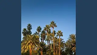 Oracle Raid