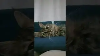 враздумьях про людей 😅#cat #красиваякошка #веселыекоты #котик