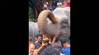 ആനയൂട്ട് - വടക്കുംനാഥ ക്ഷേത്രം, തൃശൂർ #thrissur #vadakumnathan #temple #koorkenchery ❤️❤️