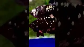 Betta black copper galaxy gi&aacute; rẻ