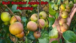 New ball sundari apple ber plants farming// amazing fruiting rejalt / call ☎️ 7076744603 🌿