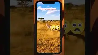 A lion attacks a zebra | PedatorInstinct