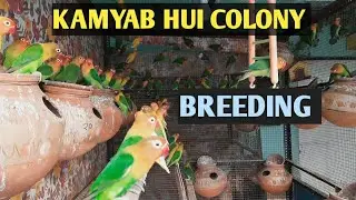 Lovebirds ki colony breeding me kitna kamyab raha me | lovebird aviary | 108 din ka hisab