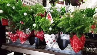 Norfolk Island  Pine Tree Care | Donna Joshi