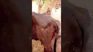 Food poisoning in Buffalo#boffelofarming#disease #trending #animals #illness #trendingvideo #vet