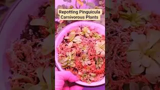 Пересадка хищных растений рода Pinguicula