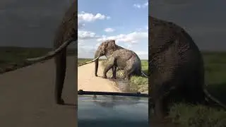 O elefante fazendo o banho parque nacional de Maputo