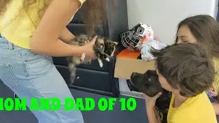 KITTEN MEETS LUNA LUCKY AND PIKACHU DAILY ROUTINE WITH DAD AND MOM OF 10