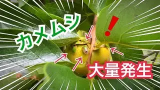 柿の消毒【カメムシ大量発生】