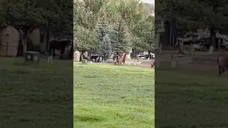 2 herds. 2 studs&hellip; FIGHT! (soundtrack) #dueloffates #ruidoso #ruidosonm #wildlife
