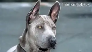 Thai Ridgeback - medium size hound dog breed