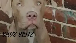 End BSL