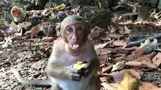 MONKEY EATS MUCH FOOD AND WANT TO ATTACK MY CAMERA | Monkey Wildlife
