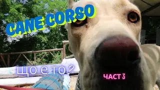 Кане корсо. Cane corso. Част 3. Стави, козина, дисплазия. Продължителност на живота?