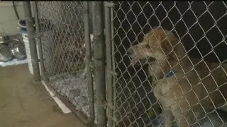 Animal Charity broadcasts a day in the life of a shelter dog