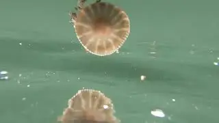 Jelly Fish at Stock Marina in Key West Florida