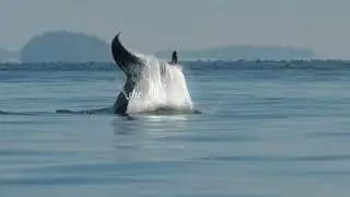 Drunk drivers / Killer whales 