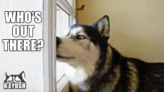 I Didn’t Say A Word When My Husky’s Best Friend Arrived!