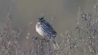 Savannah Sparrow